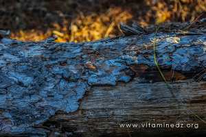 Foret de Tlemcen, troncs d'arbre morts