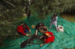 La campagne de cueillette des olives a démarré, ces jours-ci, dans la commune Nath Khelili