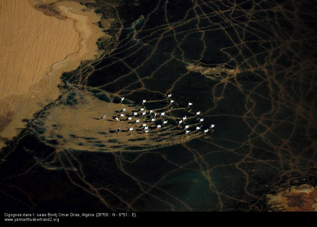 Cigognes dans l’oasis Bordj Omar Driss, Algérie (28°09’ N - 6°51’ E).