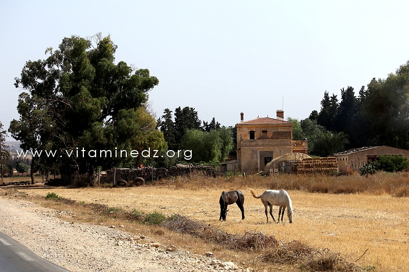 Ferme coloniale, région de Remchi complètement à l'abandon