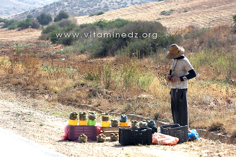 Le figuier de barbarie, notre richesse nationale