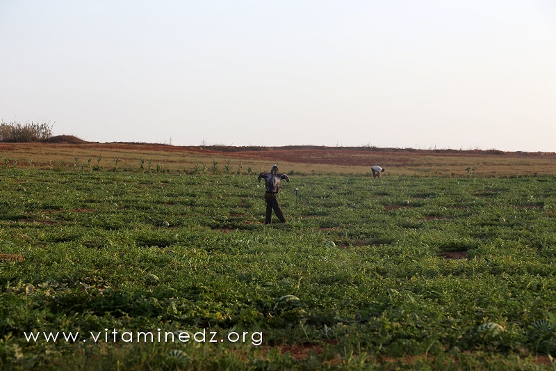 Champ du coté d'El Mssaid, où l'agriculture y est peu développée