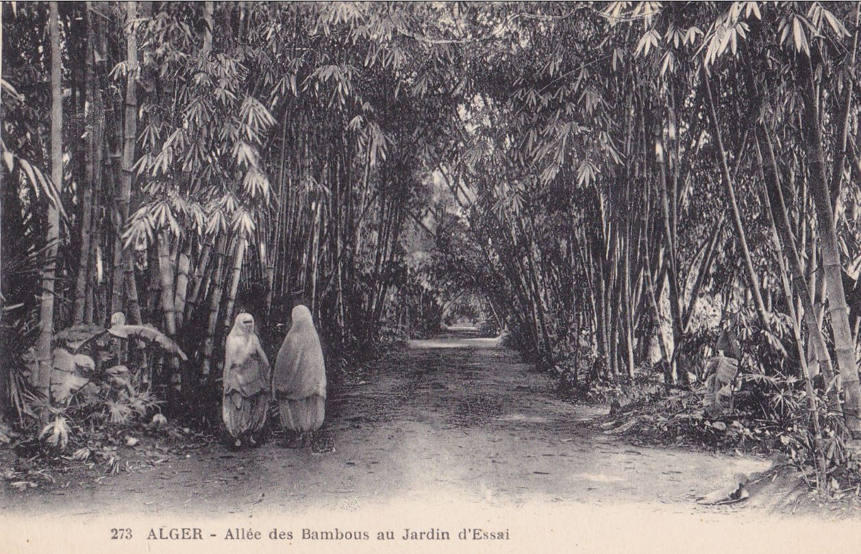 صورة قديمة لحديقة الحامة ممشى قصب البامبو