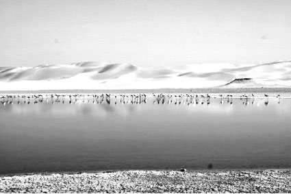 El Ménéa - Catastrophe écologique à Sebkhet El Maleh