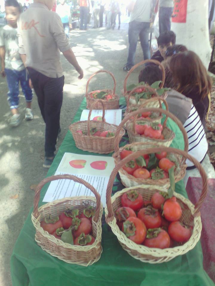 Fête de la plaquemine de Mechtras