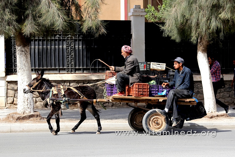 Marchand de légumes ambulant à Sidi Bel Abbes