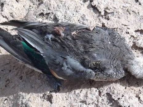 Ghardaia - Plus de 1.800 cadavres d'oiseaux ramassés depuis septembre dernier à El Menea
