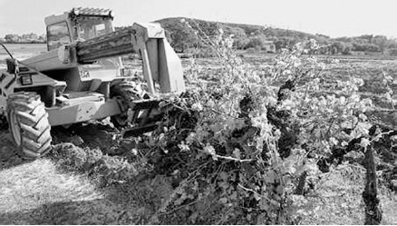 Ténès (Chlef) - Le vignoble massacré au profit du béton