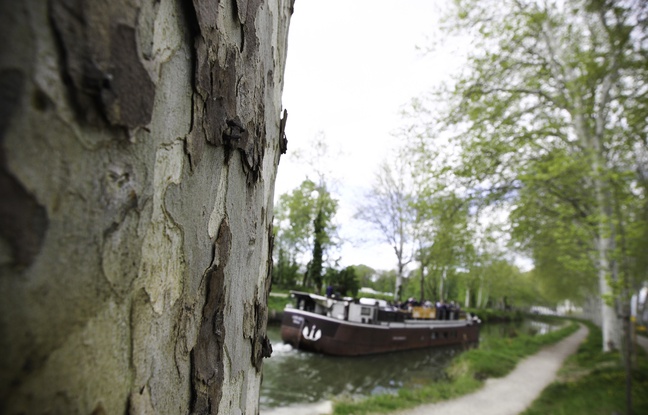 Planète - Toulouse:  Déjà 3 millions d'euros récoltés pour replanter les arbres du Canal du Midi, et c'est pas fini