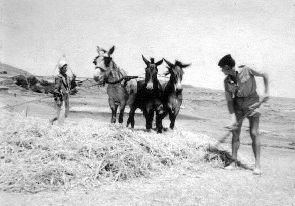 Eté 1960 -  un coup de main pour le battage du blé.
