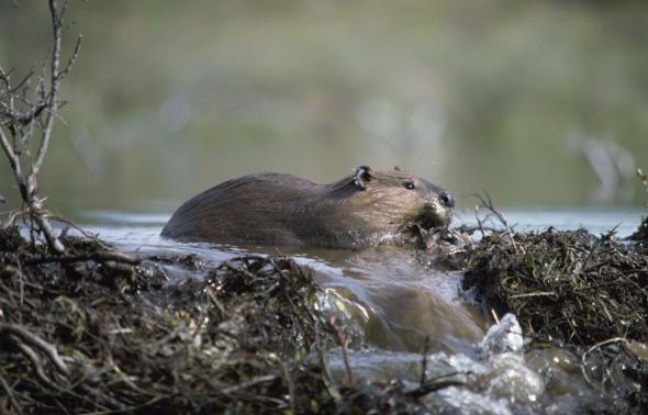 Planète -  Argentine: 100.000 castors vont être exterminés en Patagonie pour protéger la forêt
