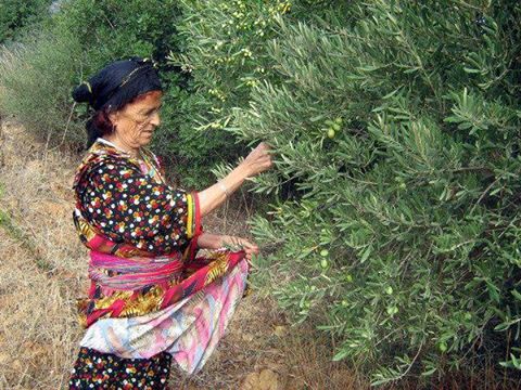 La cueillette des olives entamée En Kabylie