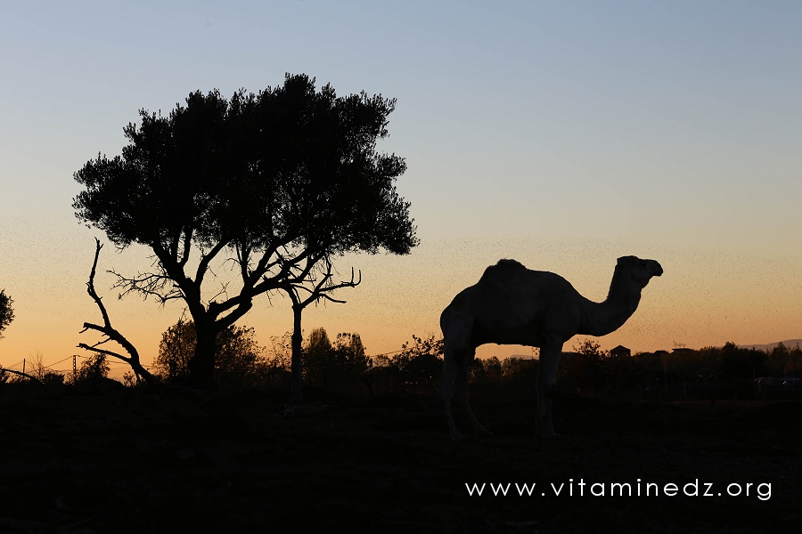 Un chameau à Tlemcen