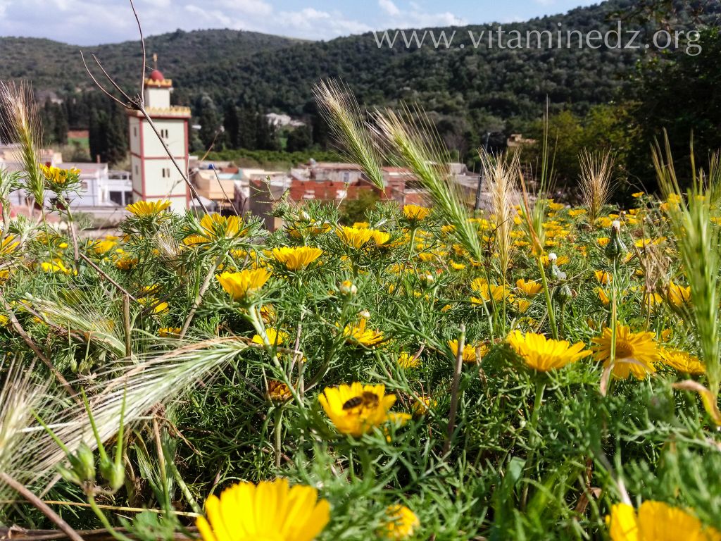 حي البرتقال في فصل الربيع بالغزوات – تلمسان