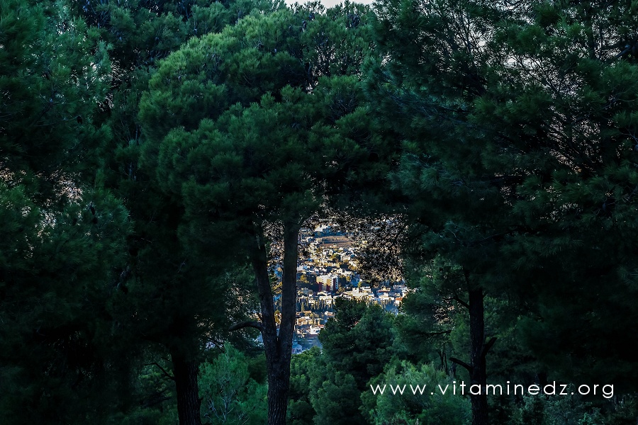 Foret de Tlemcen, petit perdreau vue sur Tlemcen