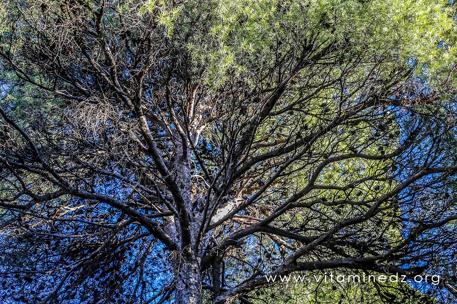 Coniferes de la foret de Tlemcen ALGERIE PATRIMOINE Flore vitaminedz