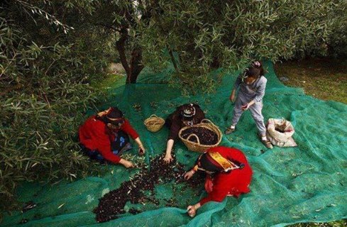 La campagne de cueillette des olives a démarré, ces jours-ci, dans la commune Nath Khelili