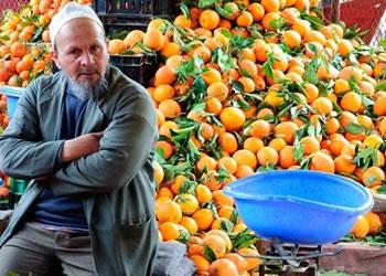 TLEMCEN Pas d'oranges toxiques sur le marché