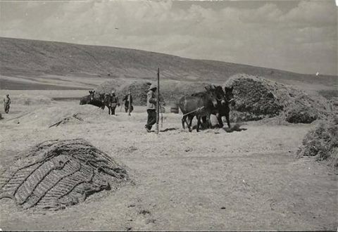 Les battages à Yabous en 1959 Anciens camarades des Aures - E-monsite