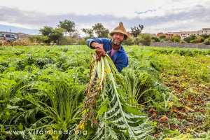 El Arkoub (Souahlia) Culture de cardon