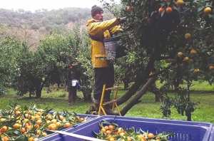Besbes (El Tarf) - PRODUCTION EXCÉDENTAIRE EN CETTE SAISON AGRICOLE:  Exportation des agrumes vers Dubaï