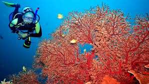 Affaire du trafic de corail à Skikda:  Deux à quatre ans de prison pour les 5 accusés