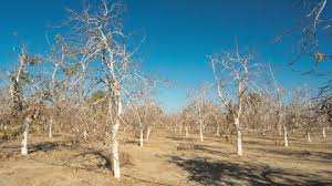 Planète - Réchauffement climatique: 100 millions d'arbres morts en Californie