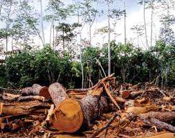 Régions forestières à El Milia (Jijel):  Des richesses pillées au grand jour