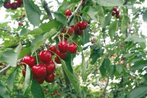 Souk-Ahras - LE PROJET A ÉTÉ MIS À EXÉCUTION  Plantation de 382 hectares de cerisiers à Ouled Driss