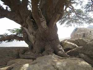 Au somment du mont chélia on trouve cet arbre de cèdre as.