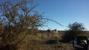 أسكرام  قمة جبلية تعد مقصد لمشاهدة أجمل شروق وغروب للشمس في العالم---تمنراست-----