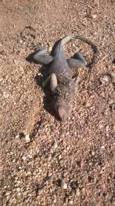 مقراني يزيد من  قايس الى تمنراست.