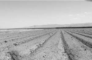 Chlef - Vers la récupération des terres agricoles abandonnées