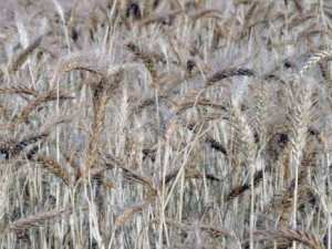 Algérie - L’OAIC demande des terres pour la production de blé dur