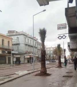 Sidi Bel Abbès - La plantation de palmiers sur le tracé du tramway fait polémique