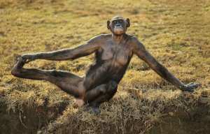 Planète - Pourquoi faut-il sauver les singes?