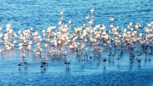 El Menea (Ghardaïa) -  Plus de 7.100 oiseaux migrateurs observés au lac Sebkhat El-Maleh