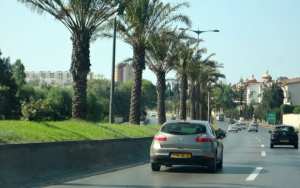 Alger - Remplacement de près de 1.000 palmiers morts sur l'axe Zeralda-Dar El Beida