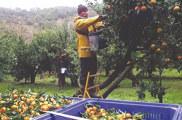 Besbes (El Tarf) - PRODUCTION EXCÉDENTAIRE EN CETTE SAISON AGRICOLE:  Exportation des agrumes vers Dubaï