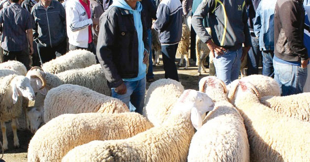 El Khroub (Constantine) -  Prochaine délocalisation du marché à bestiaux