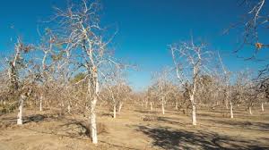 Planète - Réchauffement climatique: 100 millions d'arbres morts en Californie
