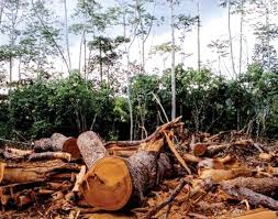 Régions forestières à El Milia (Jijel):  Des richesses pillées au grand jour