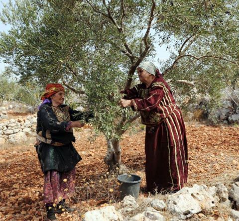 Campagne de ramassage des olives, Dans la pure tradition kabyle Et Une bouffée d’oxygène pour les familles
