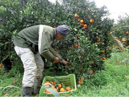 Chlef -  L’exportation d’agrumes, un vœu pieux du ministre de l’Agriculture