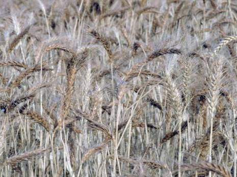 Algérie - L’OAIC demande des terres pour la production de blé dur