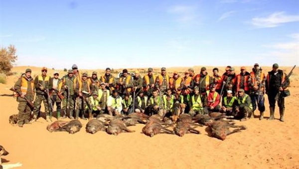 Guerrara (Ghardaia) - Protection des périmètres agricoles: Plus de 200 sangliers abattus