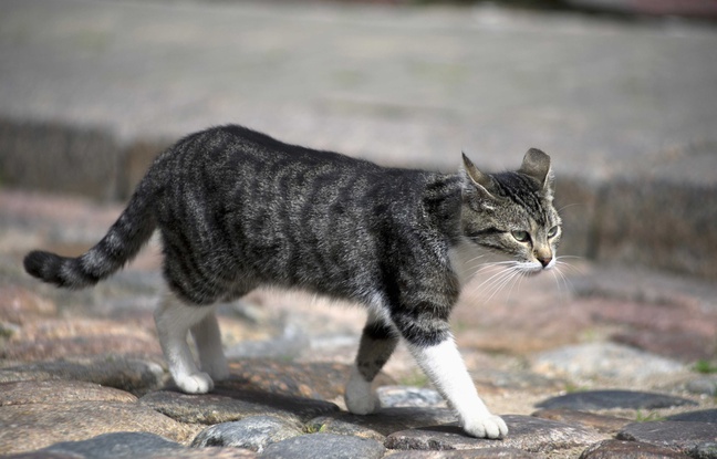 Planète -  Australie: Deux millions de chats menaçant la faune locale pourraient être abattus