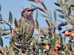 Oléiculture à Bordj Bou Arréridj:  Des nuées de grives menacent les récoltes