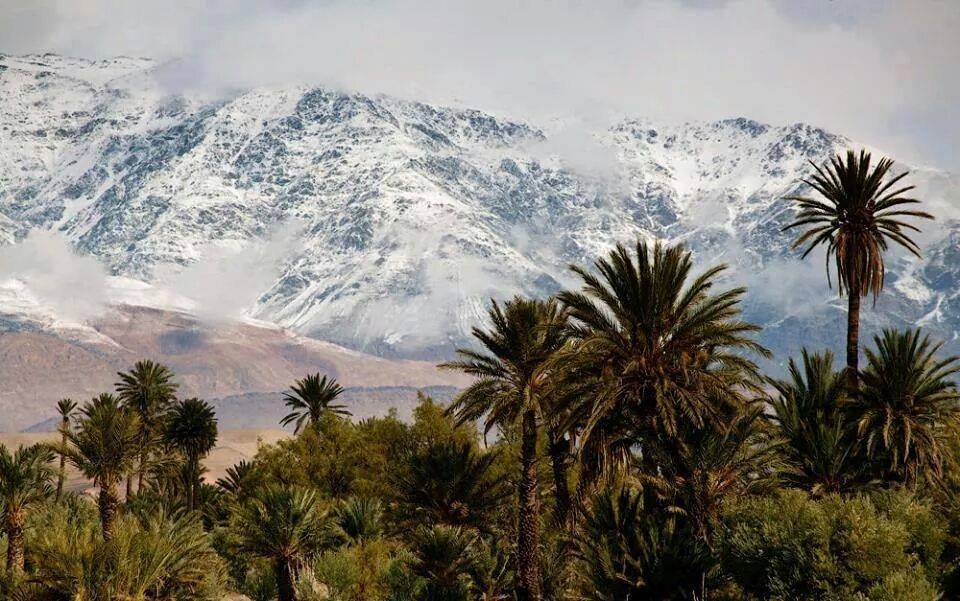 Mariage de palmiers, symbole de la chaleur et, de la neige, son opposée