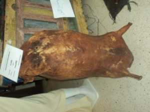 Yennayer 2967 à Lemroudj